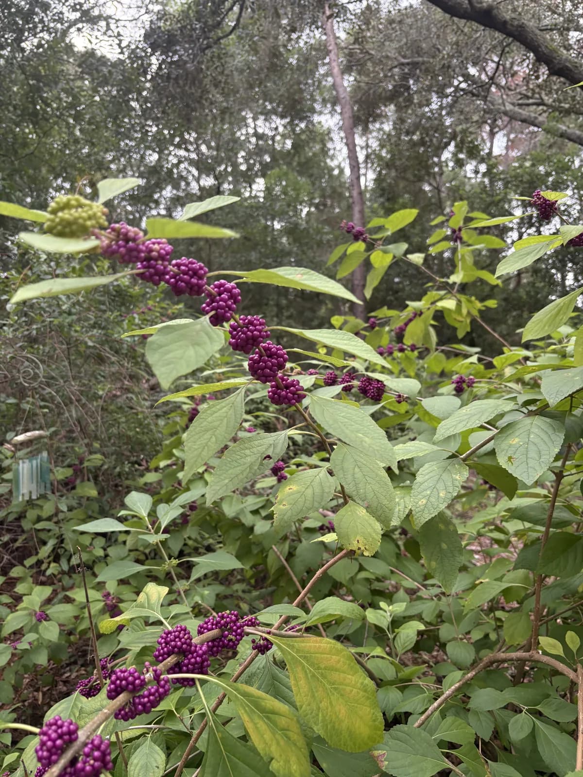 Purple beautyberries growing in Florida