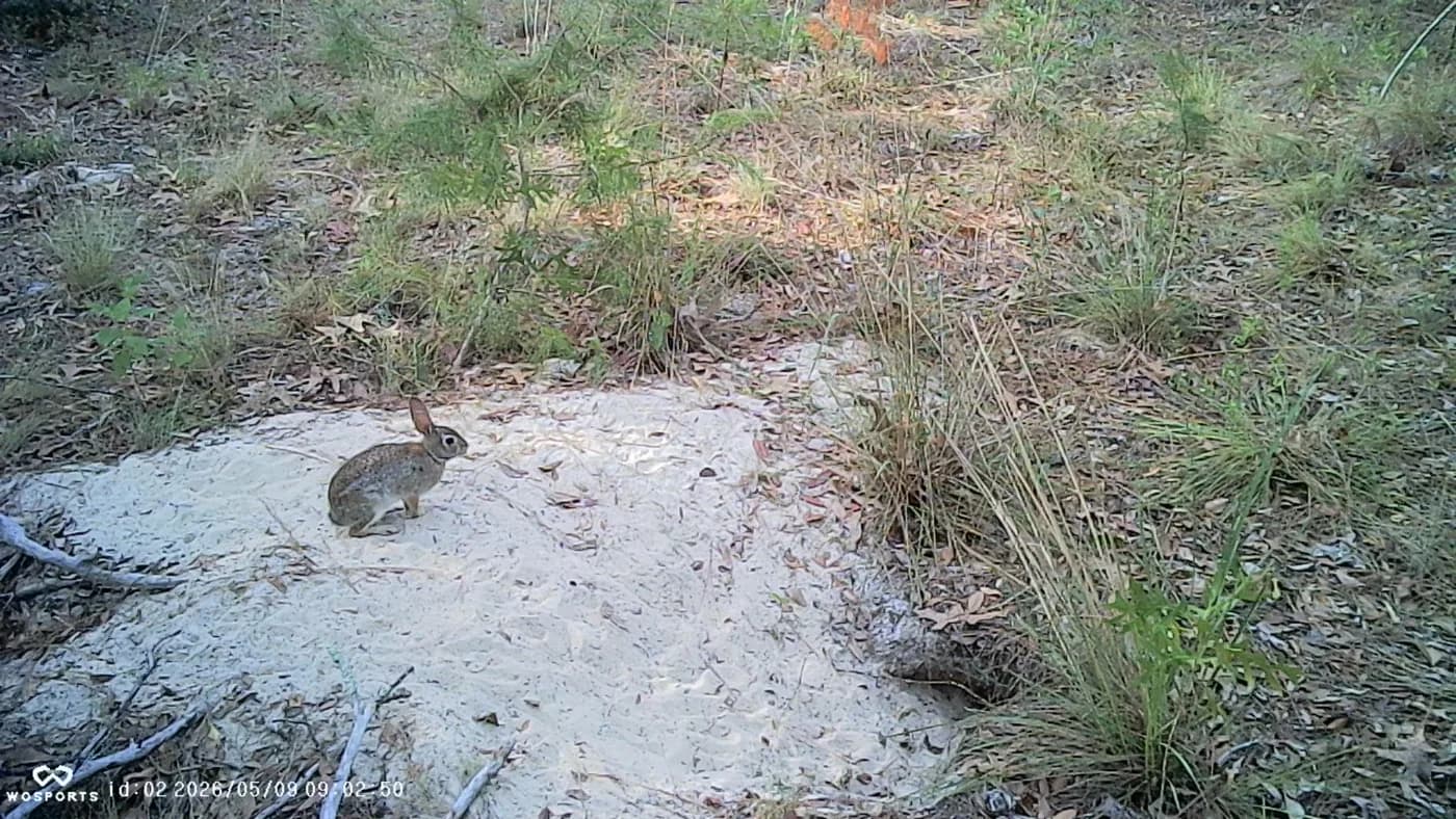 Eastern cottontail rabbit in sandy Florida scrub