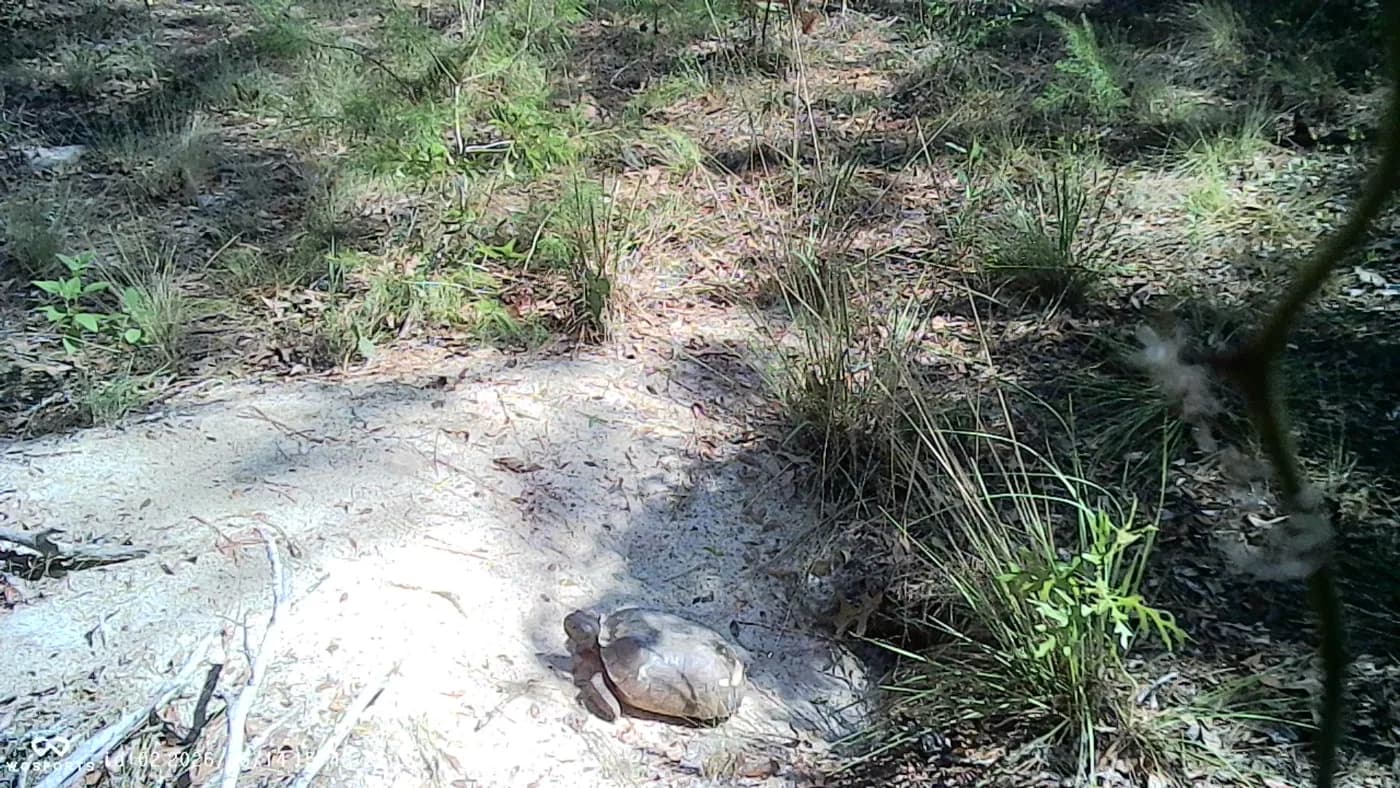 Gopher tortoise near its burrow in Florida scrub