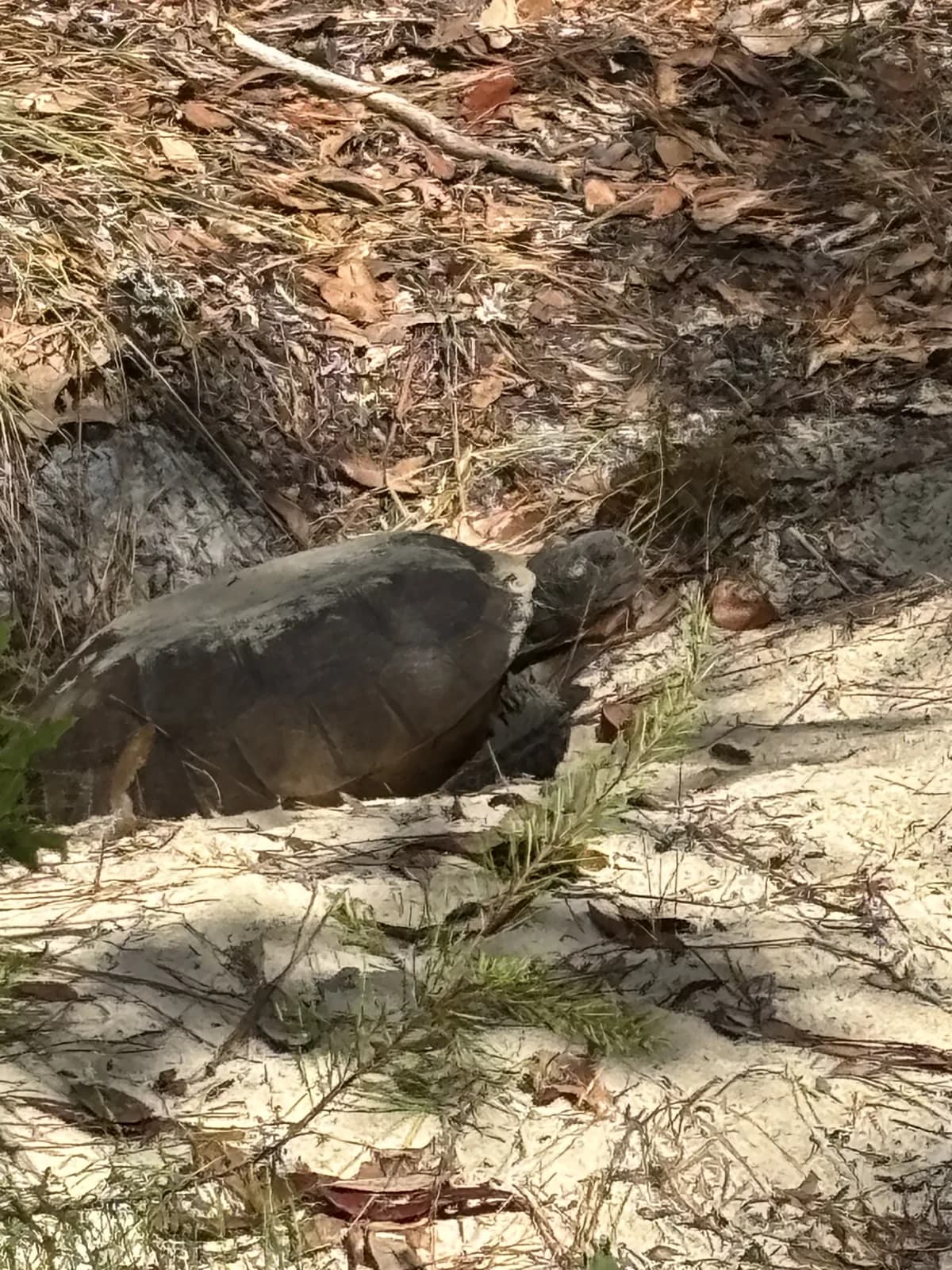 Gopher tortoise in a Florida habitat