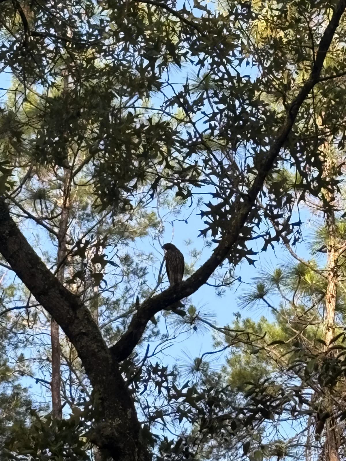 Live oak canopy in Florida